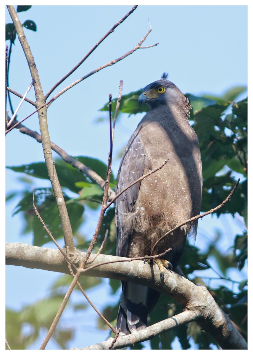 Crested Serpent-Eagle - ML129639551