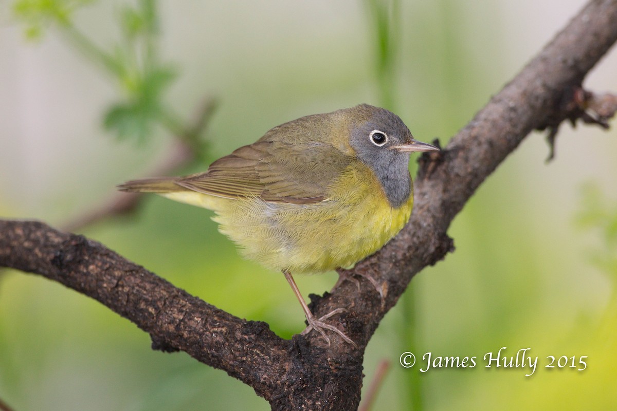 Connecticut Warbler - Jim Hully