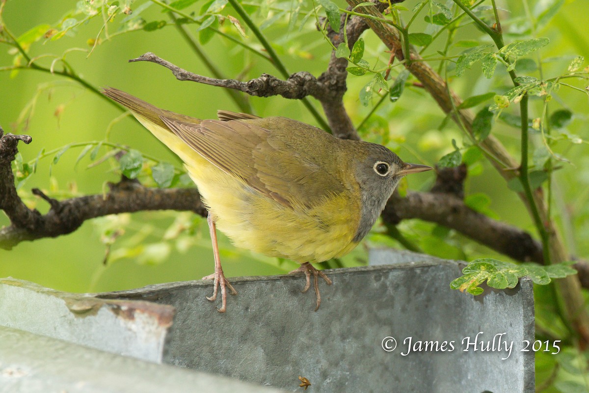 Connecticut Warbler - Jim Hully