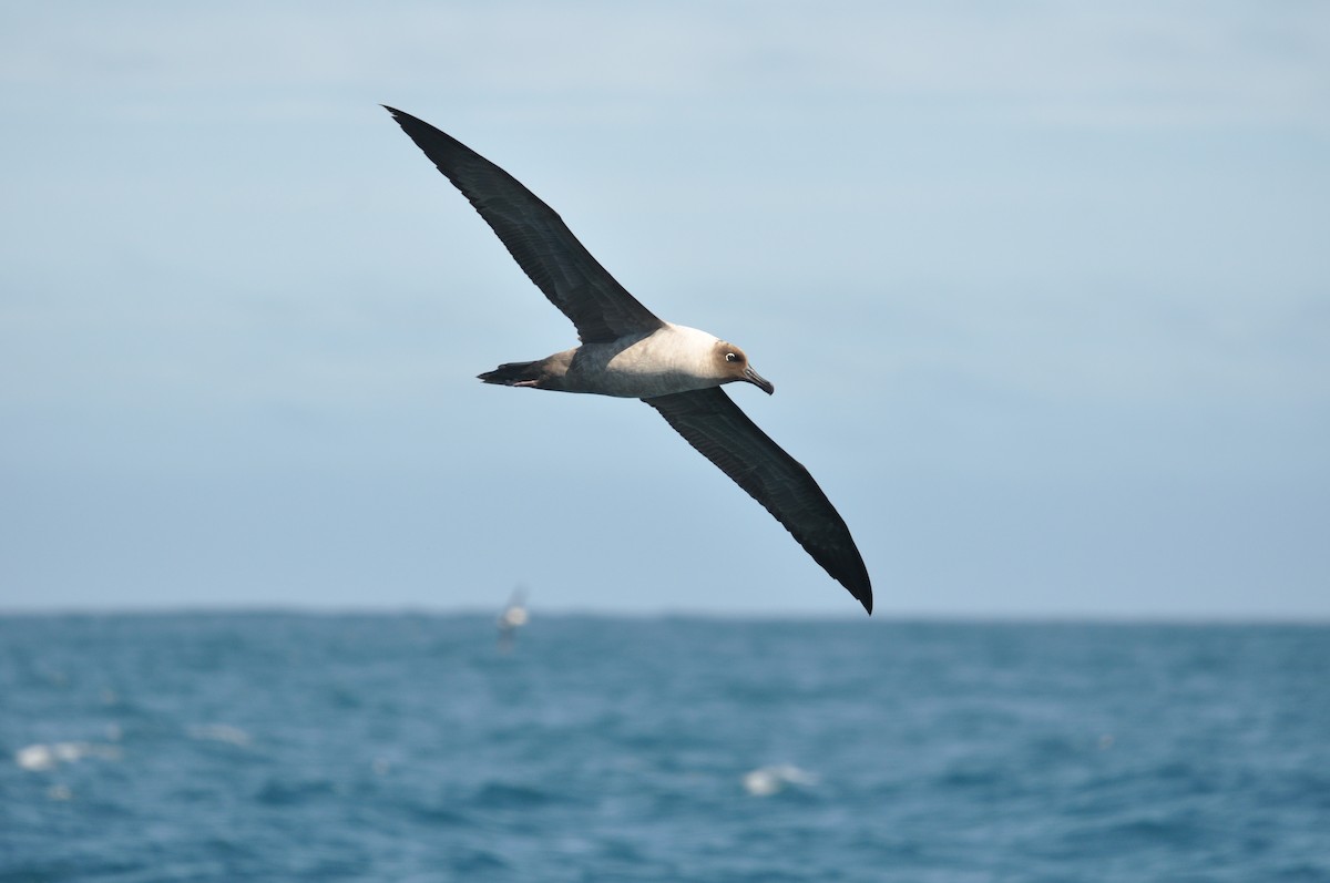 Light-mantled Albatross - Heidi Krajewsky