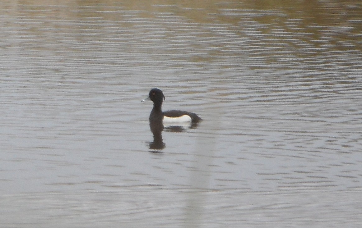 Tufted Duck - ML129641031
