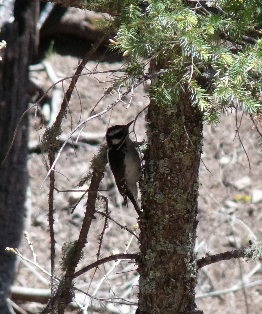 Hairy Woodpecker (Rocky Mts.) - ML129642541