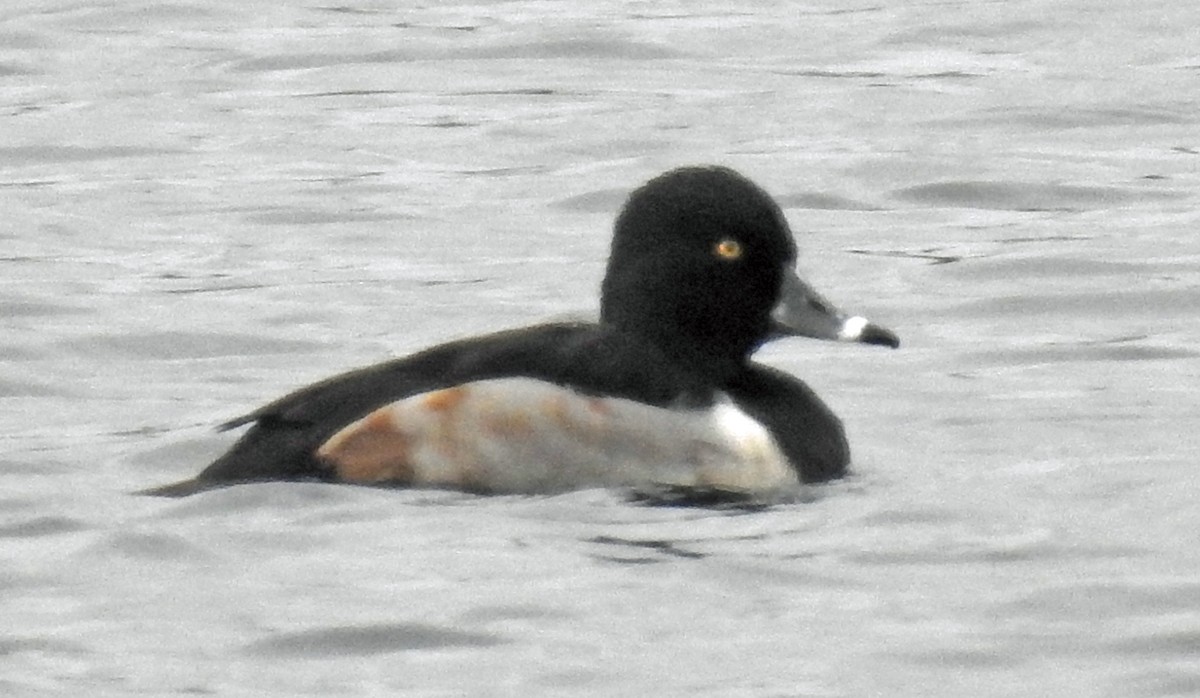 Ring-necked Duck - ML129647011