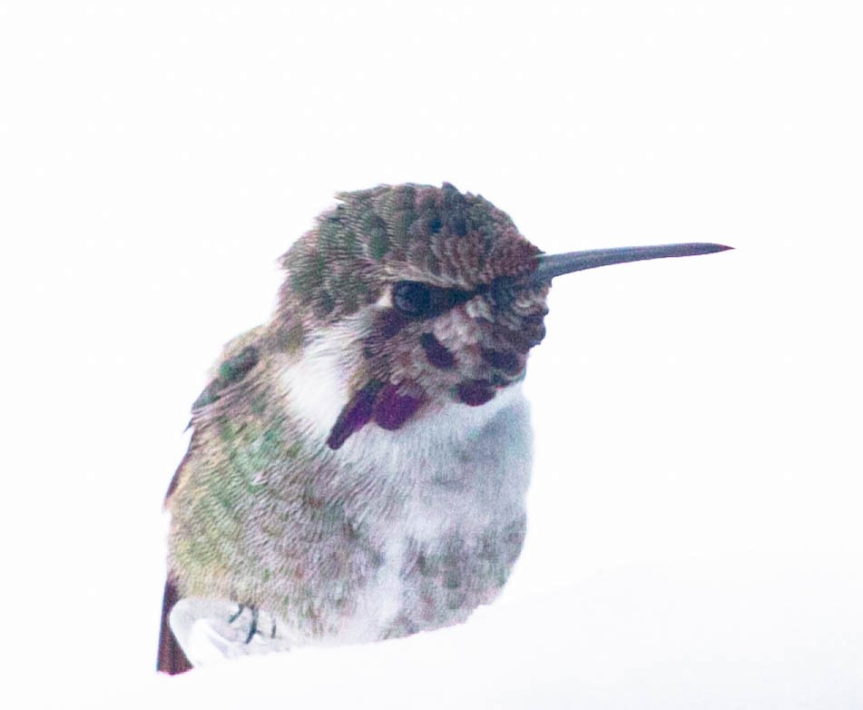 Costa's Hummingbird - Amanda Bauer