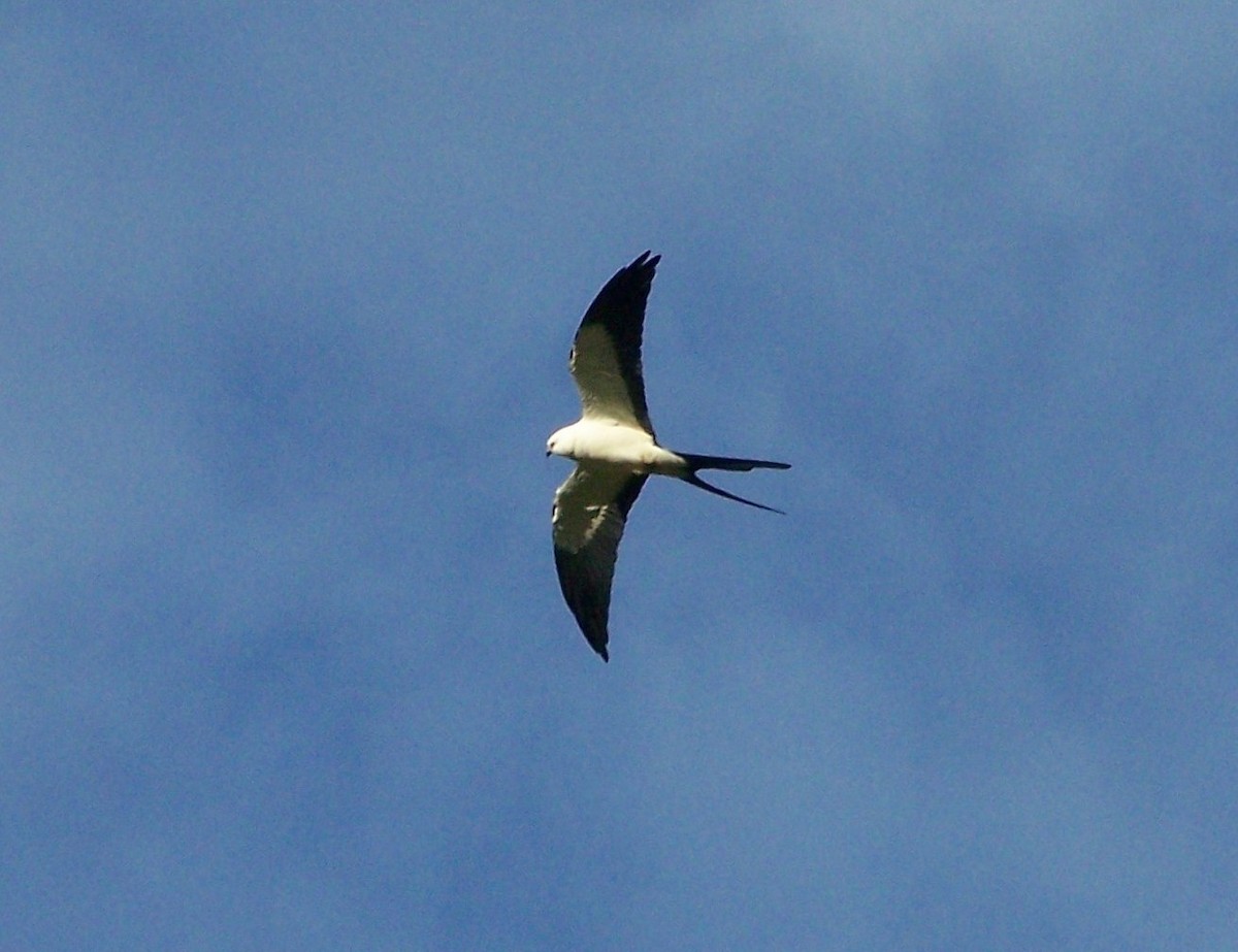 Swallow-tailed Kite - ML129648201