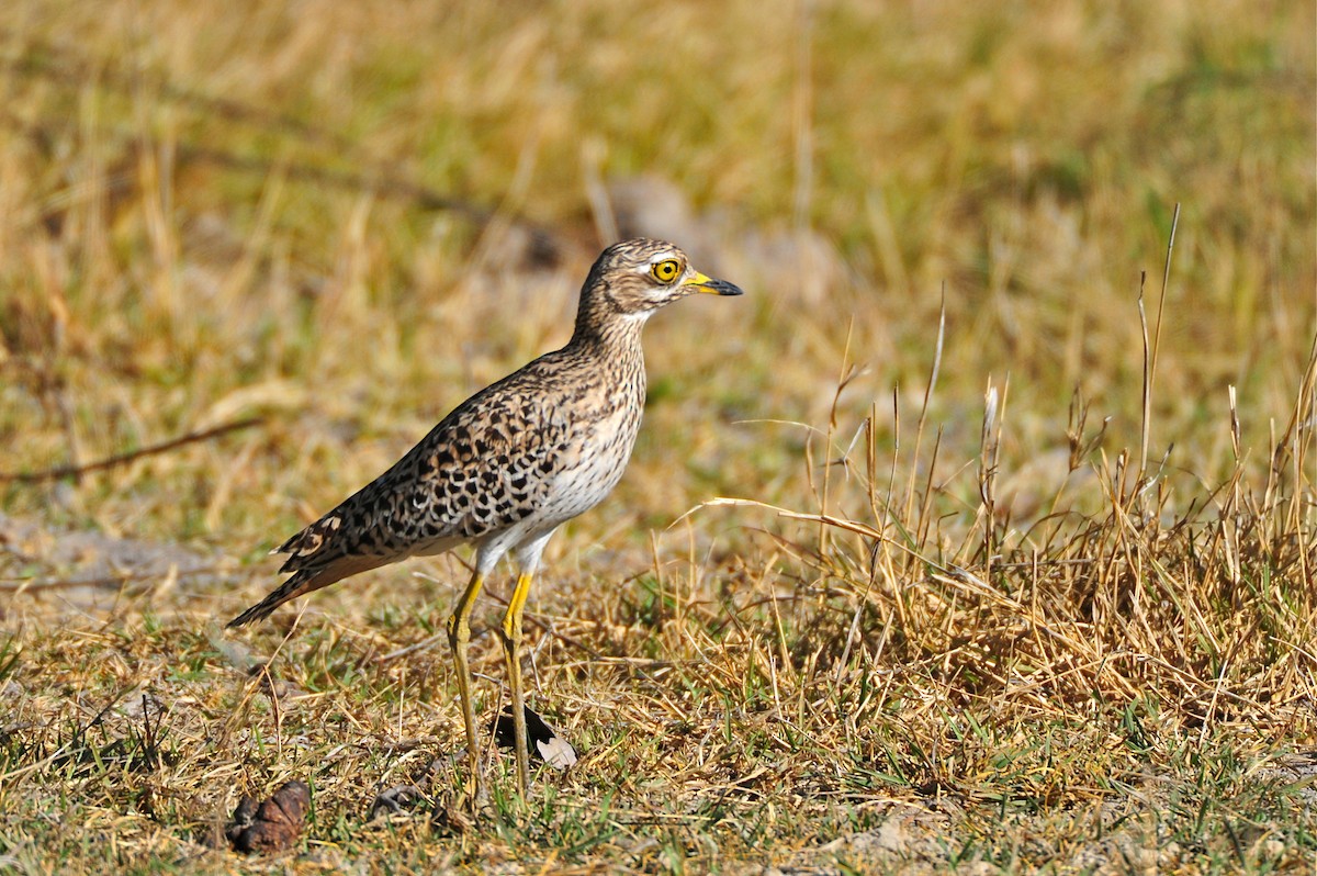 Spotted Thick-knee - ML129649081