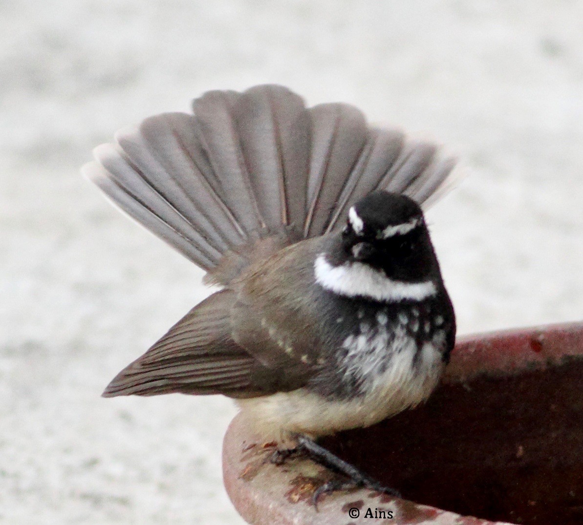 Spot-breasted Fantail - ML129649121