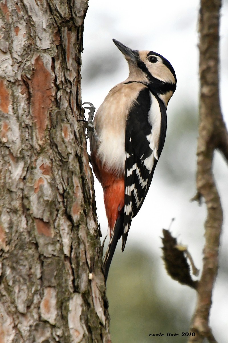 Great Spotted Woodpecker - Enrique Llao Sanchez