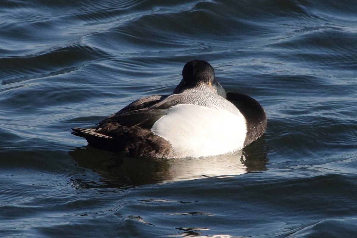 Greater/Lesser Scaup - ML129654351