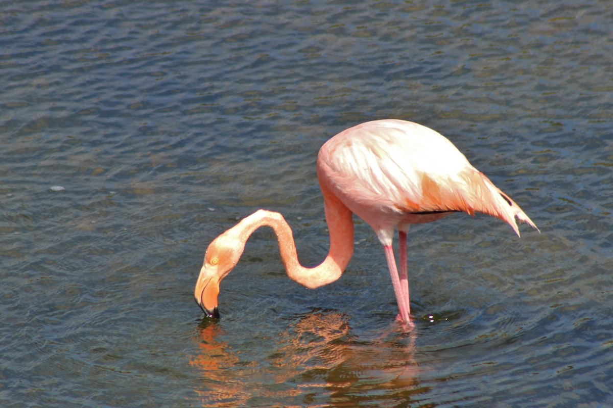 American Flamingo - Kevin Lester