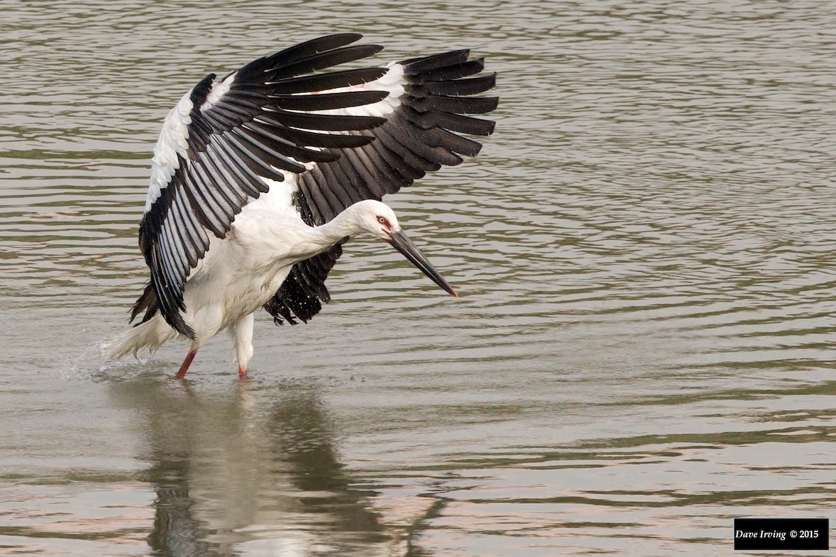 Oriental Stork - David Irving