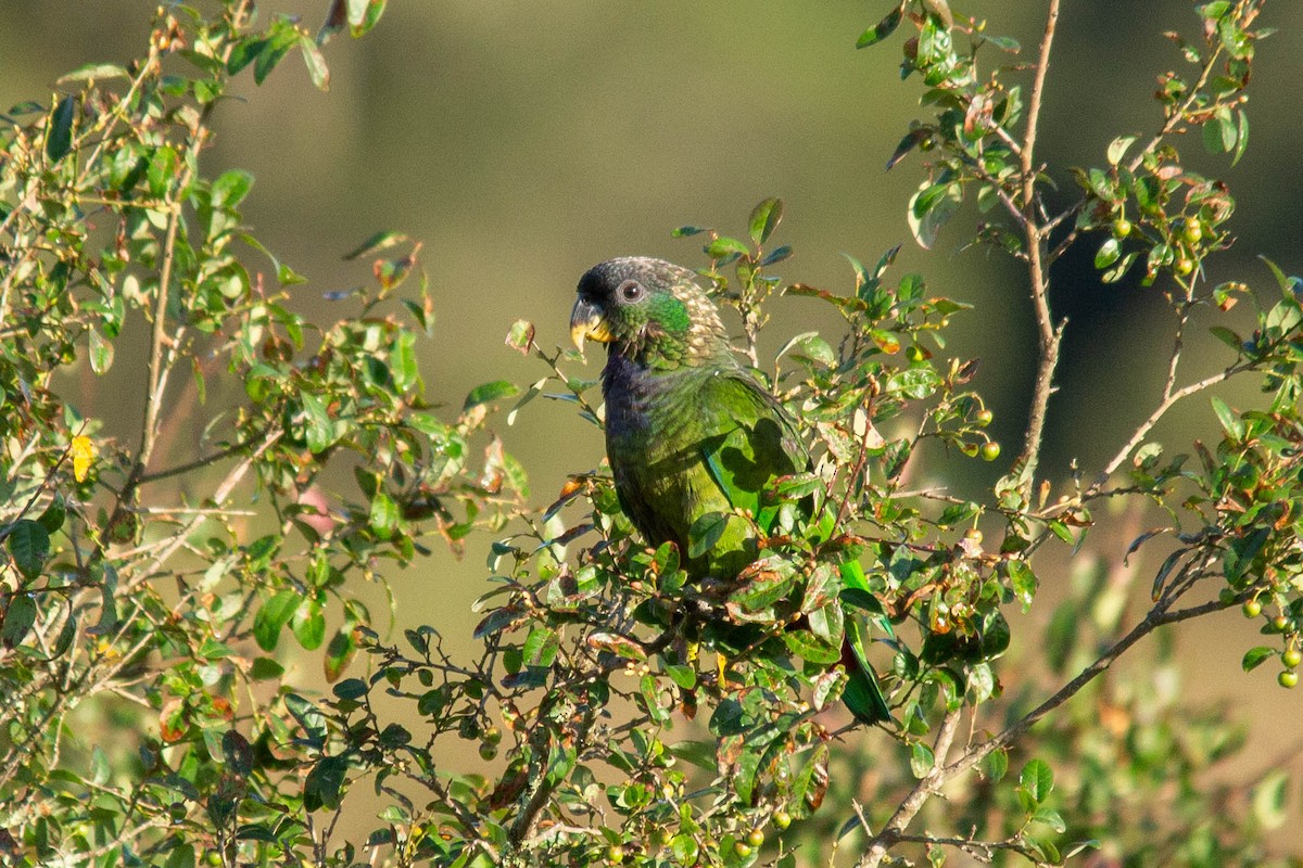 Scaly-headed Parrot - ML129658051