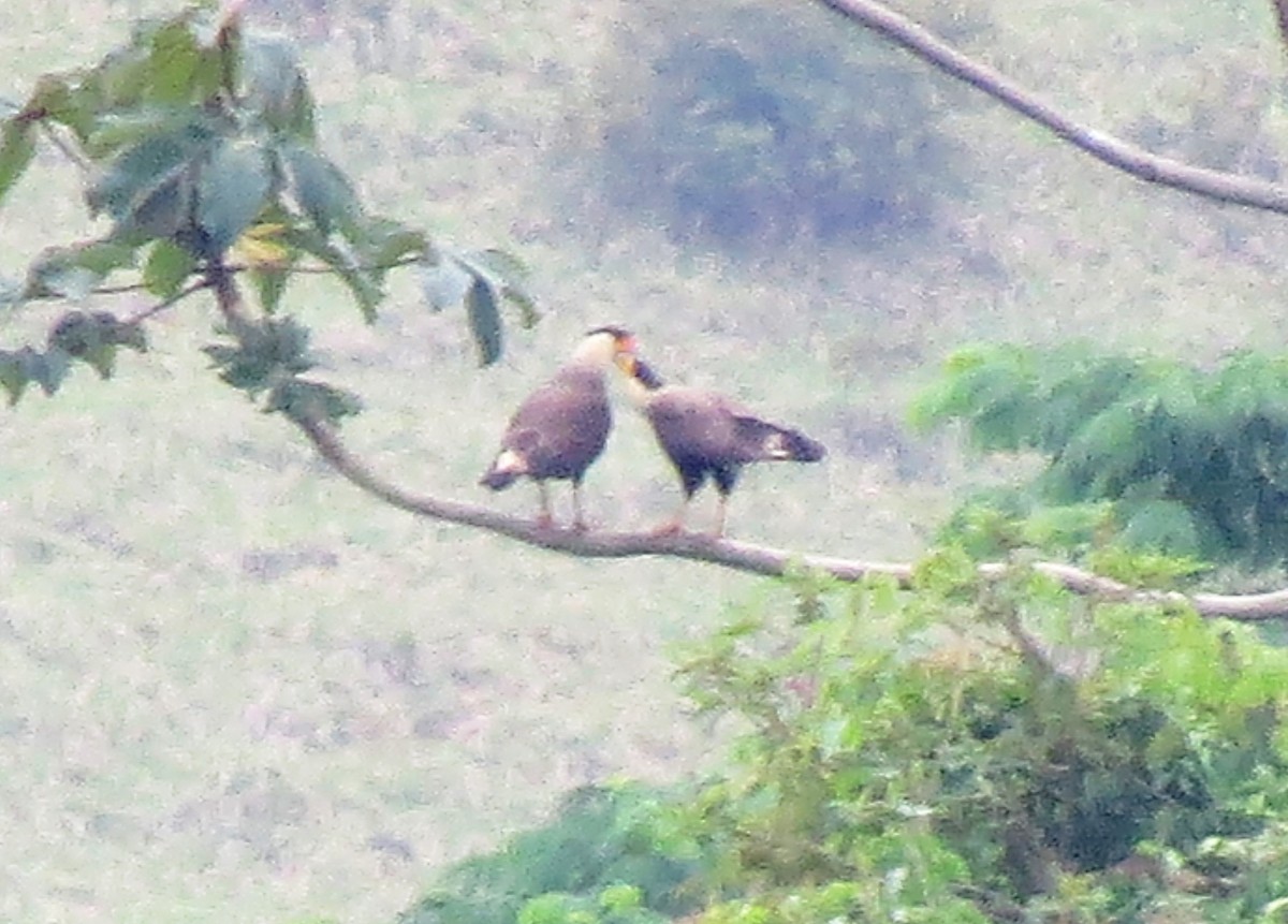 Crested Caracara (Southern) - ML129658381