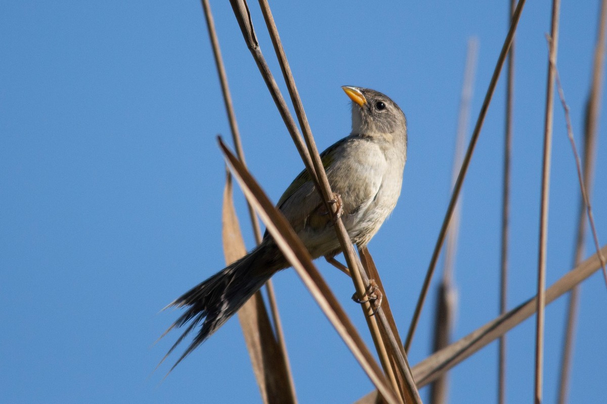 Wedge-tailed Grass-Finch - ML129658561