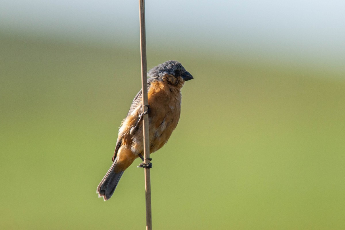 Tawny-bellied Seedeater - ML129658641