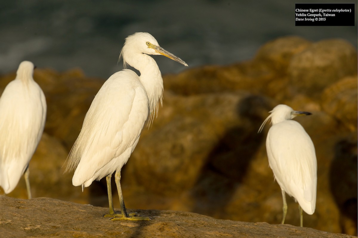 Chinese Egret - ML129658731