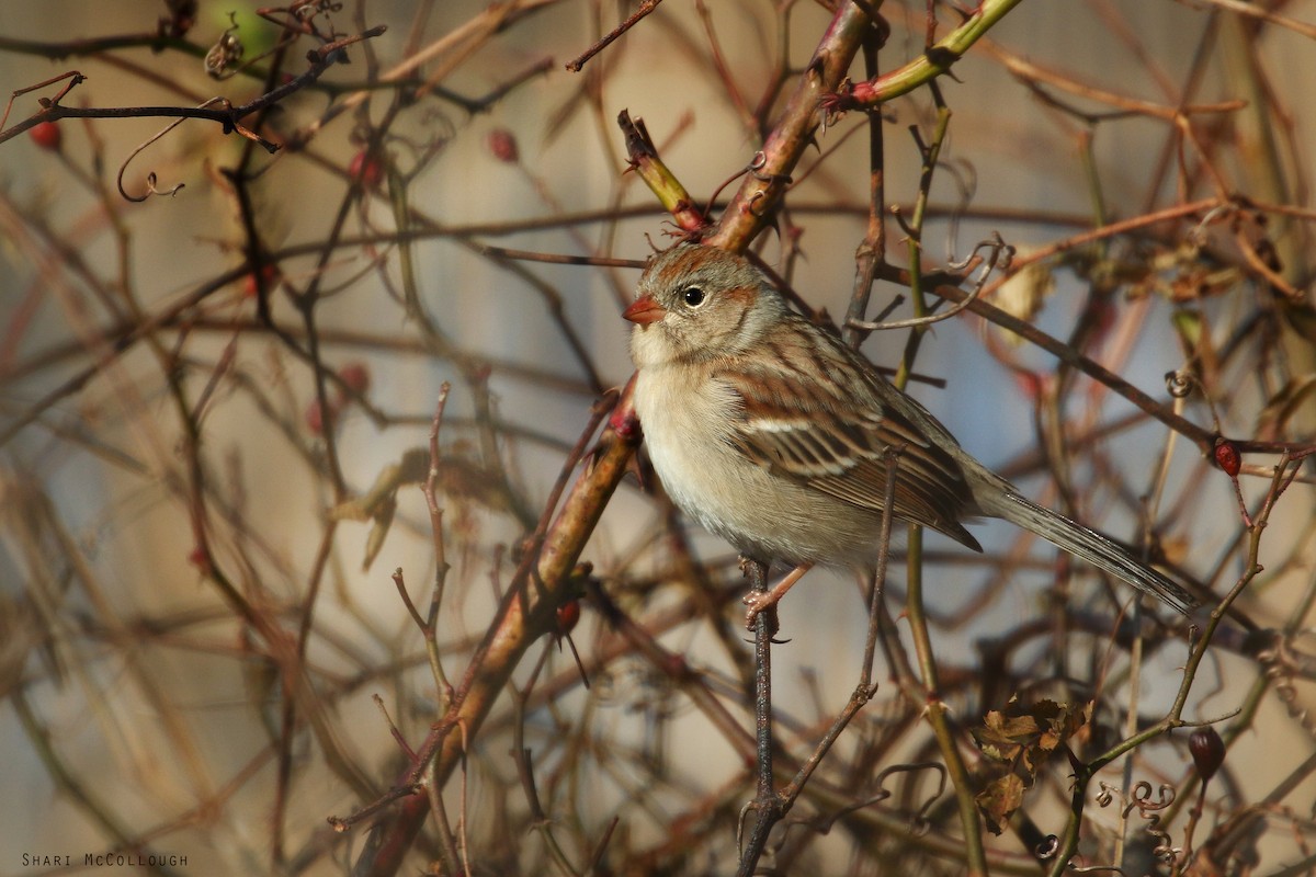 Field Sparrow - Shari  McCollough