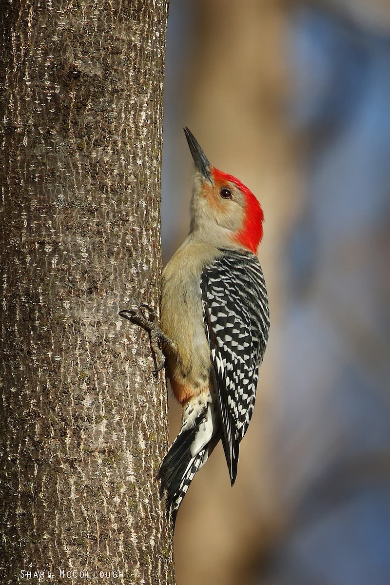 Red-bellied Woodpecker - Shari  McCollough