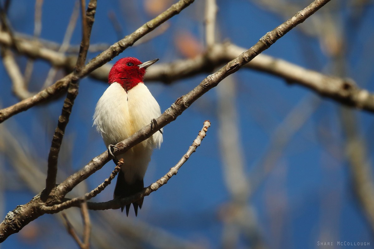 Red-headed Woodpecker - ML129659281