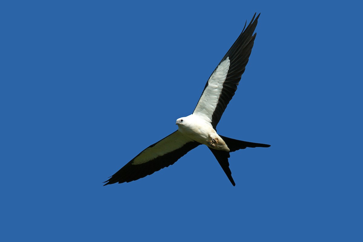 Swallow-tailed Kite - David Irving