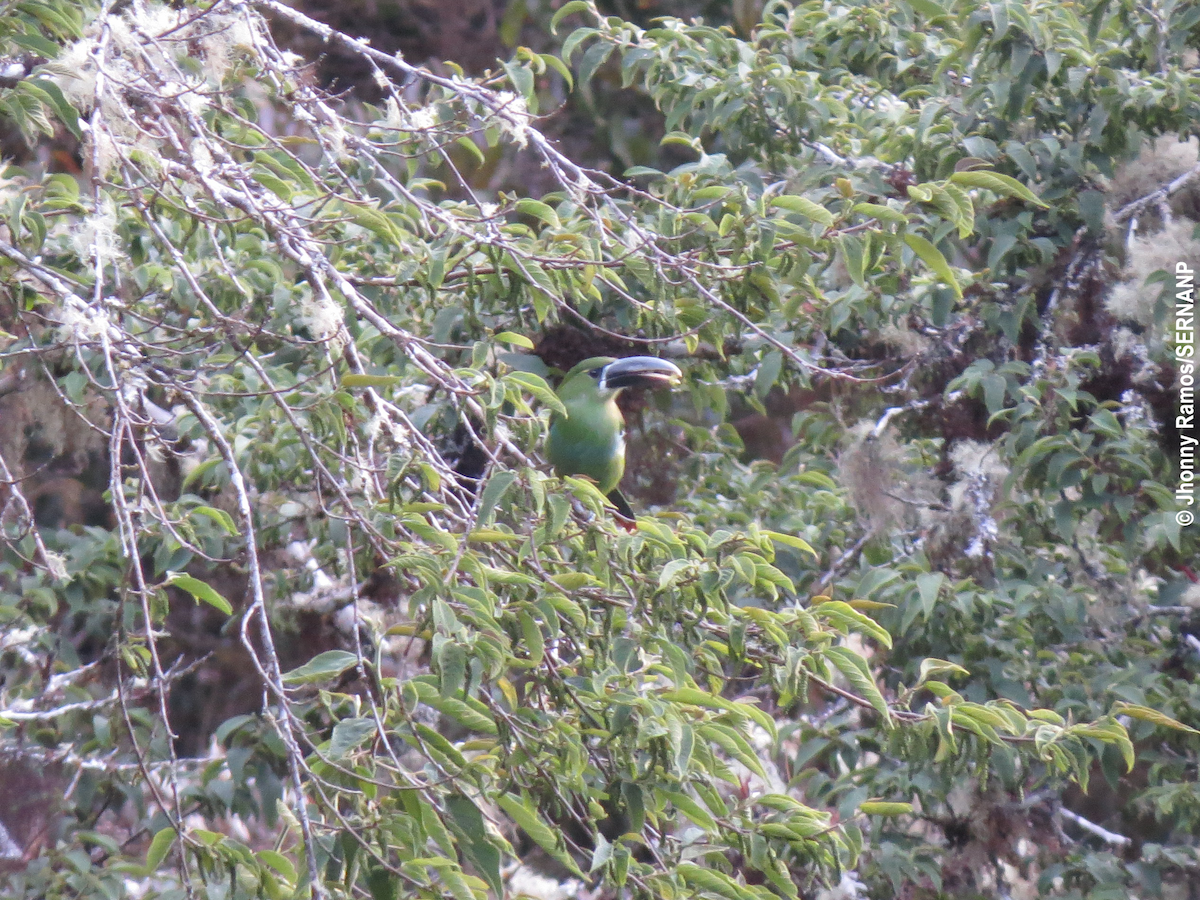 Yellow-browed Toucanet - ML129660251