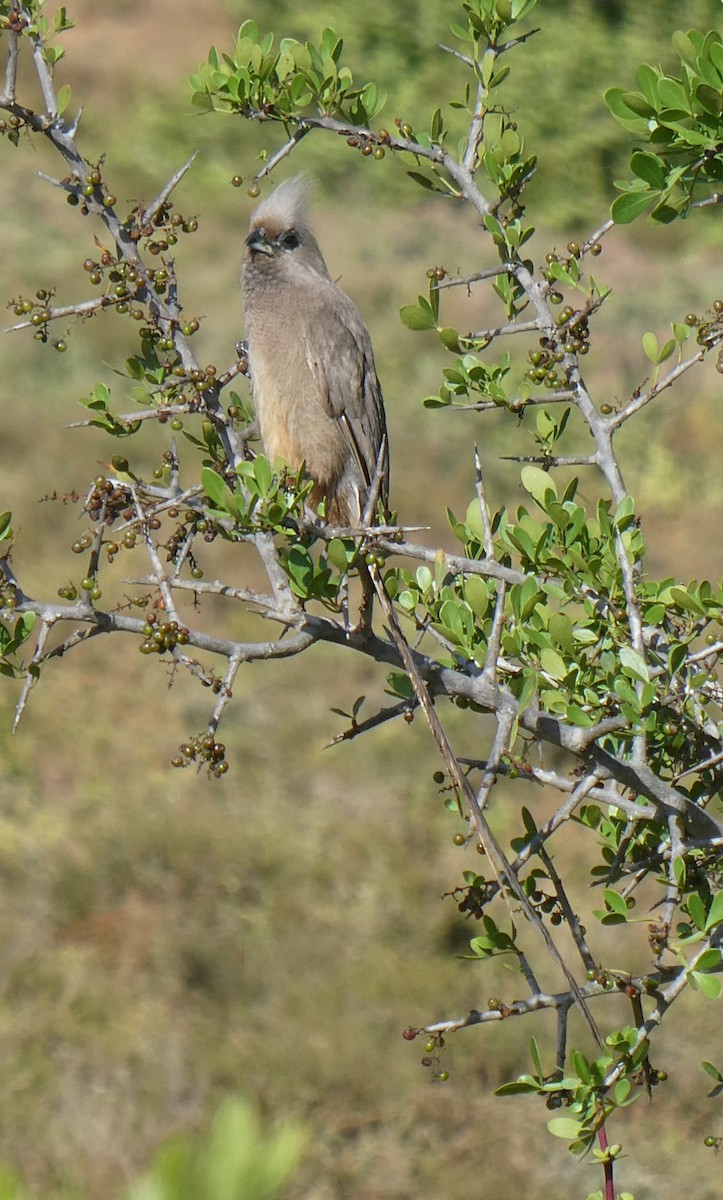 Speckled Mousebird - ML129660961