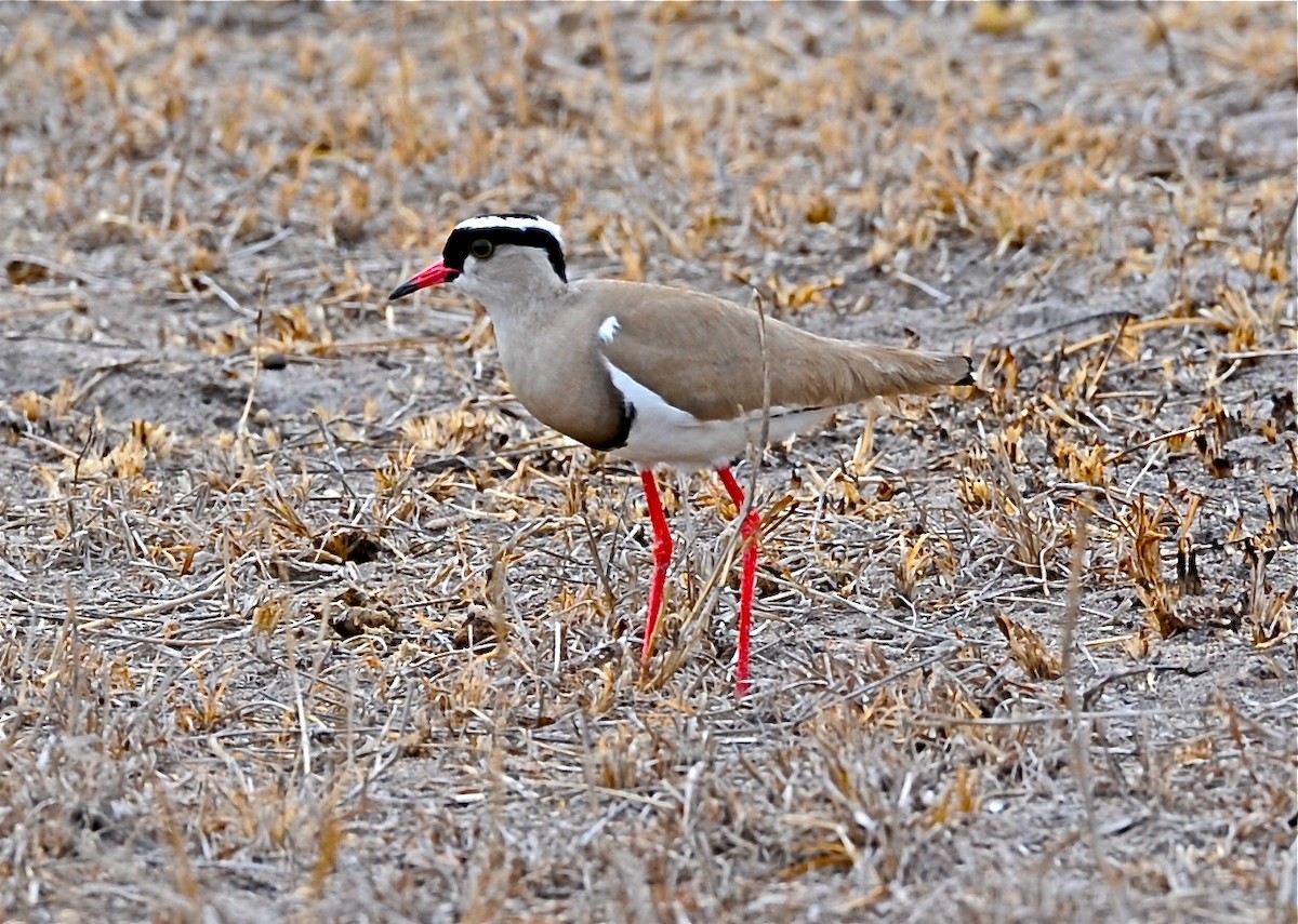 Crowned Lapwing - ML129669951