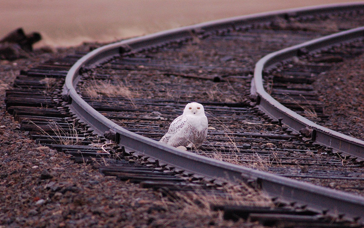 Snowy Owl - Christopher Lindsey