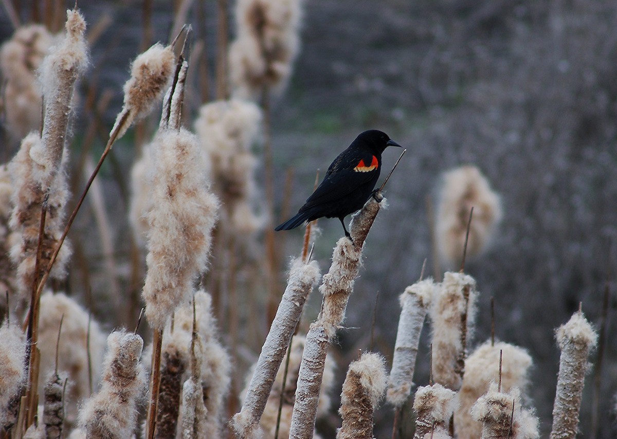 Red-winged Blackbird - Christopher Lindsey