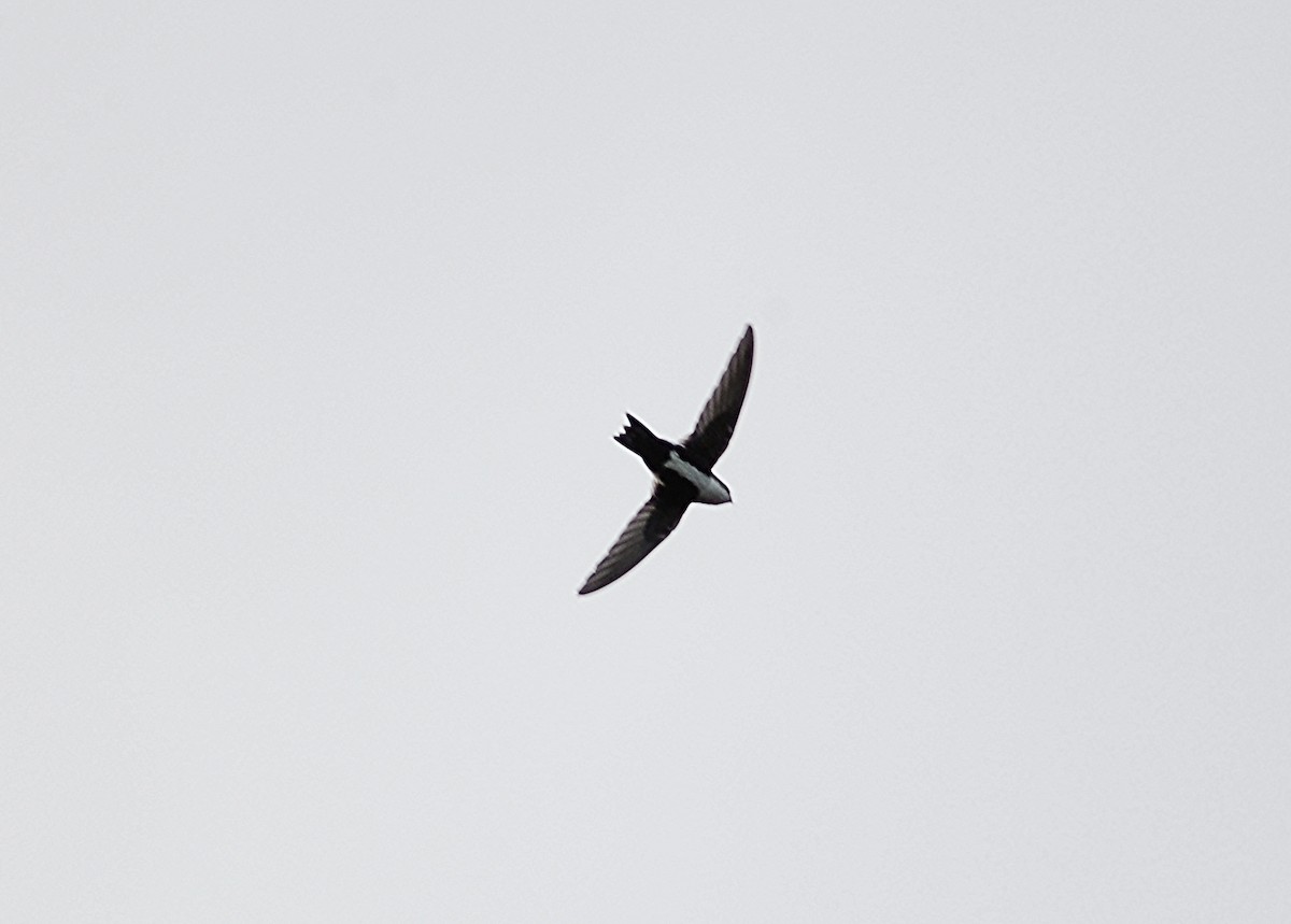 White-throated Swift - Christopher Lindsey