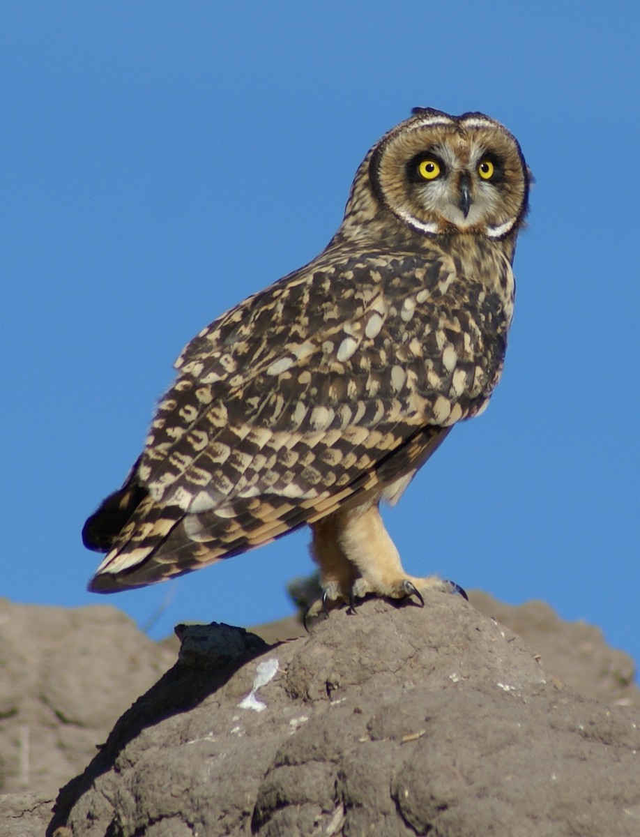Short-eared Owl - Ronald Edmundo Hinojosa Cárdenas
