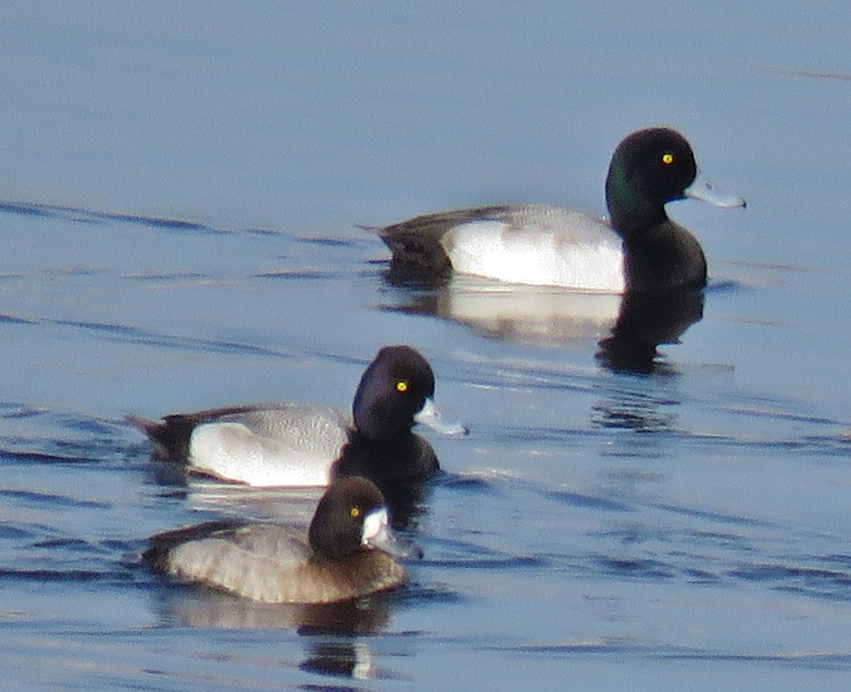 Greater Scaup - Michael Long