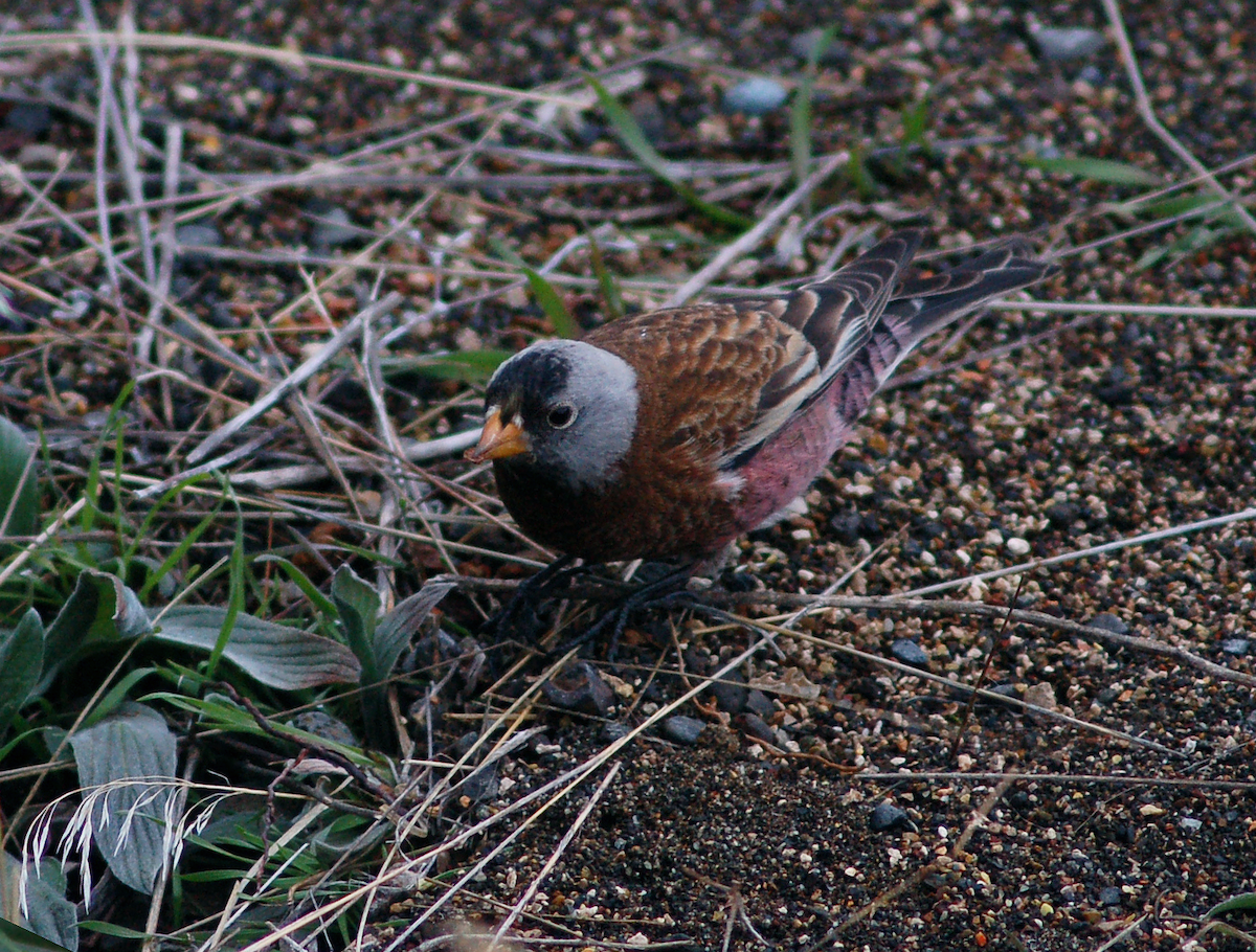 Gray-crowned Rosy-Finch - ML129678331