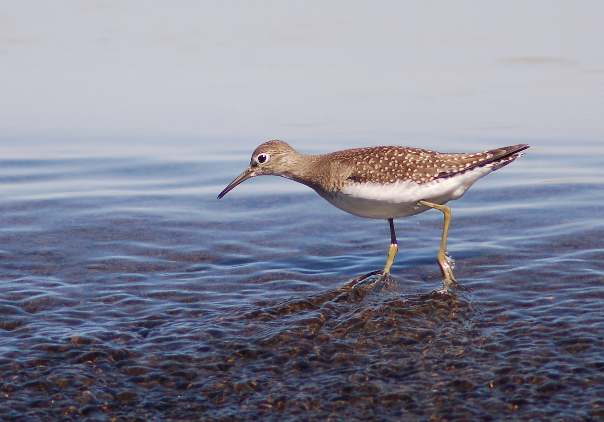 Solitary Sandpiper - Christopher Lindsey