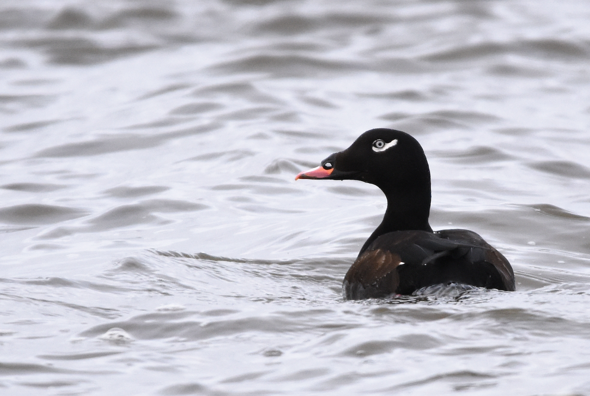 White-winged Scoter - Christopher Lindsey