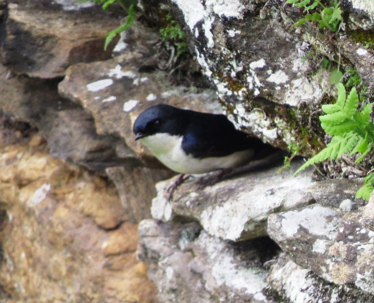 Blue-and-white Swallow - Leticia Zimback
