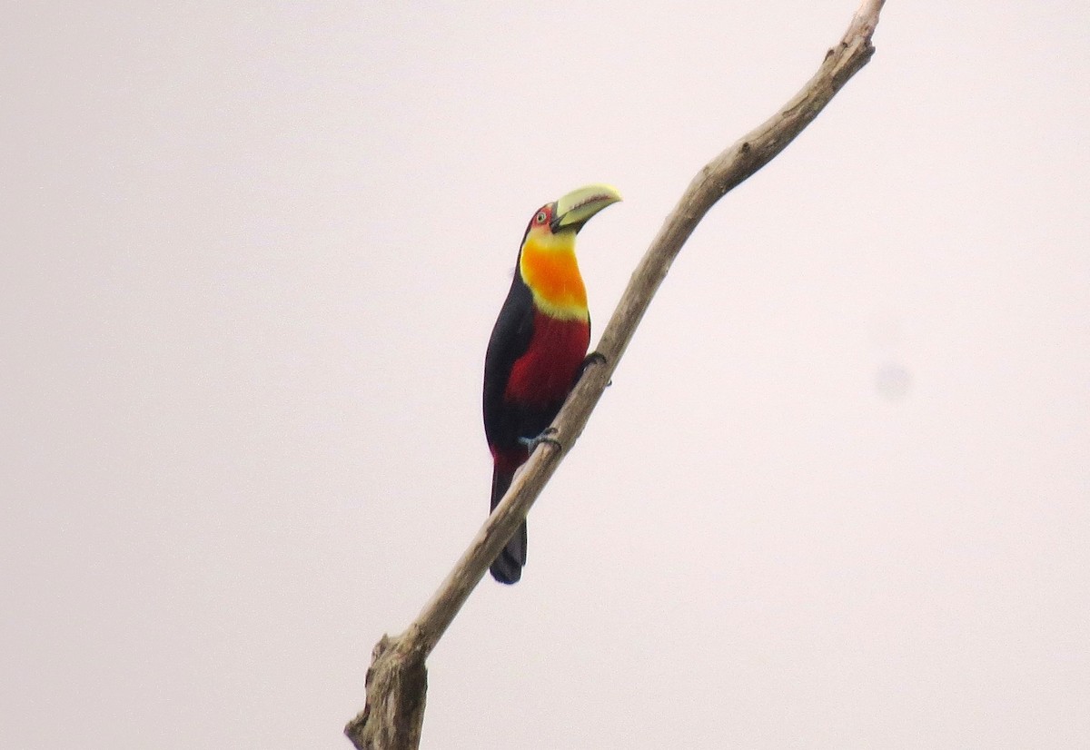 Red-breasted Toucan - ML129681091