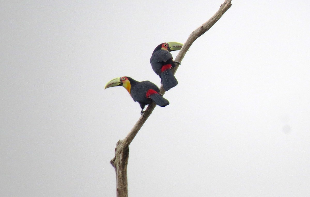 Red-breasted Toucan - ML129681101