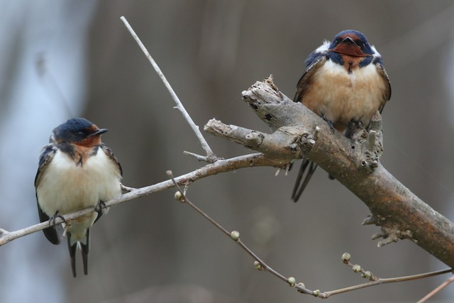 Formative or Definitive Basic female (left) and male (right) Barn Swallows (11 May). - Barn Swallow - 