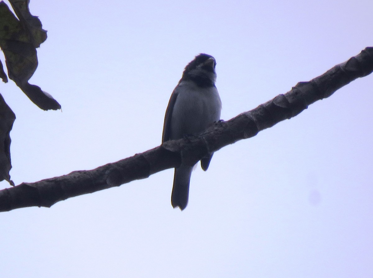 Double-collared Seedeater - ML129682771