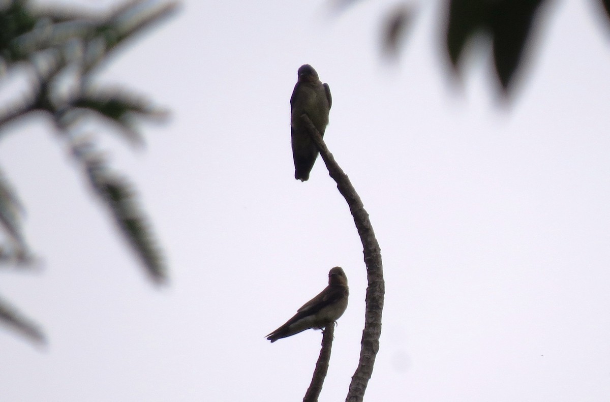 Southern Rough-winged Swallow - ML129683181