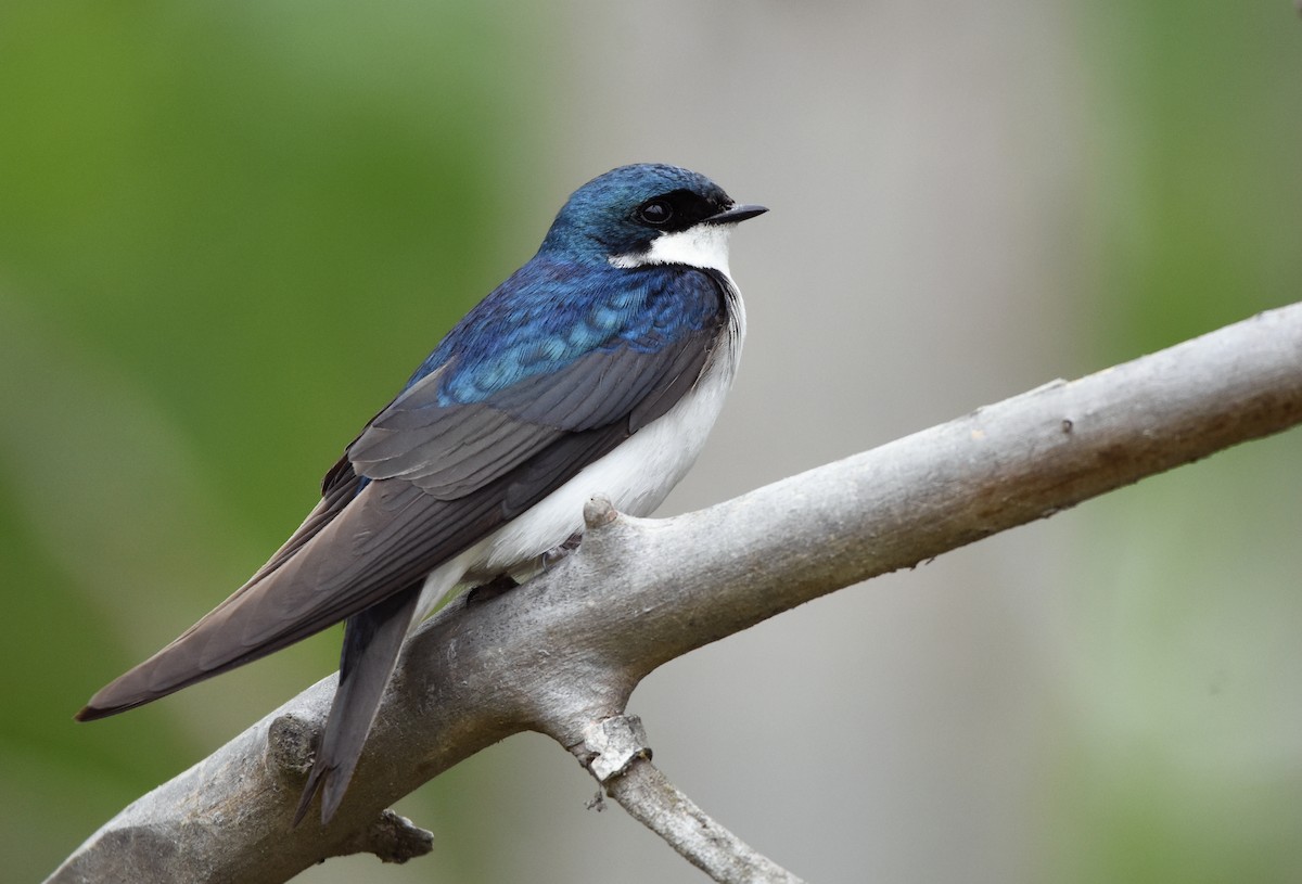 Tree Swallow - Christopher Lindsey