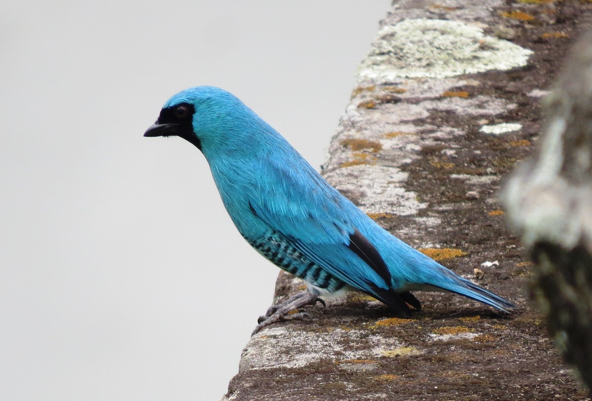 Swallow Tanager - ML129683621