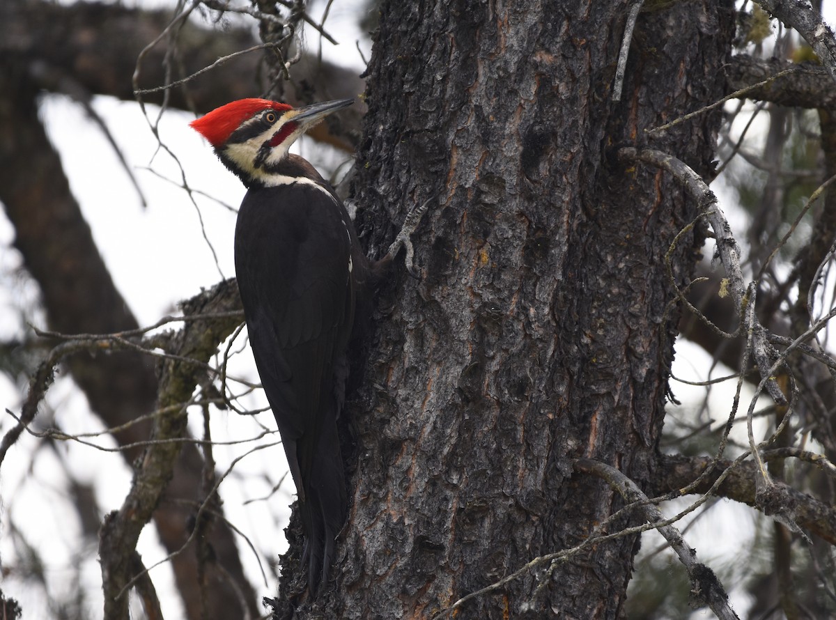 Pileated Woodpecker - Christopher Lindsey