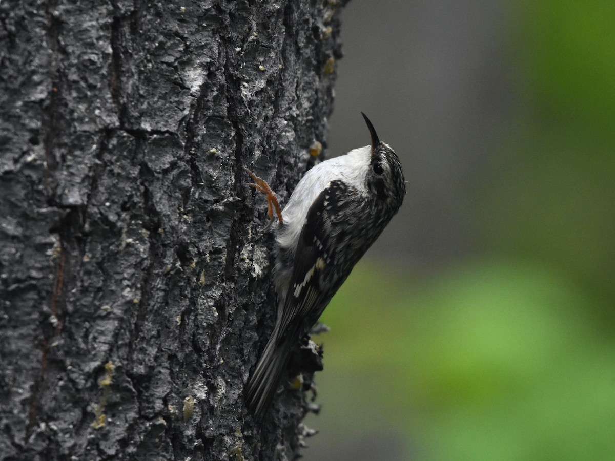 Brown Creeper - Christopher Lindsey