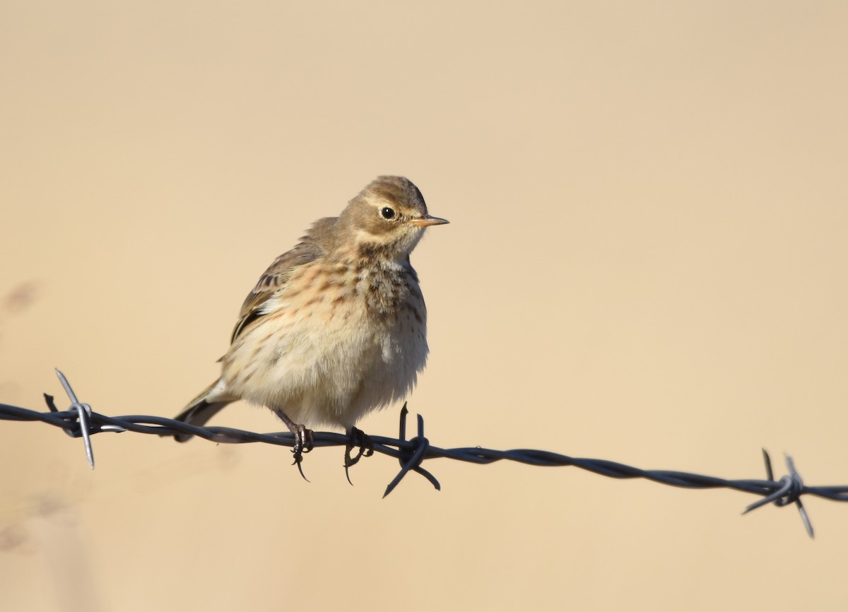 American Pipit - Christopher Lindsey