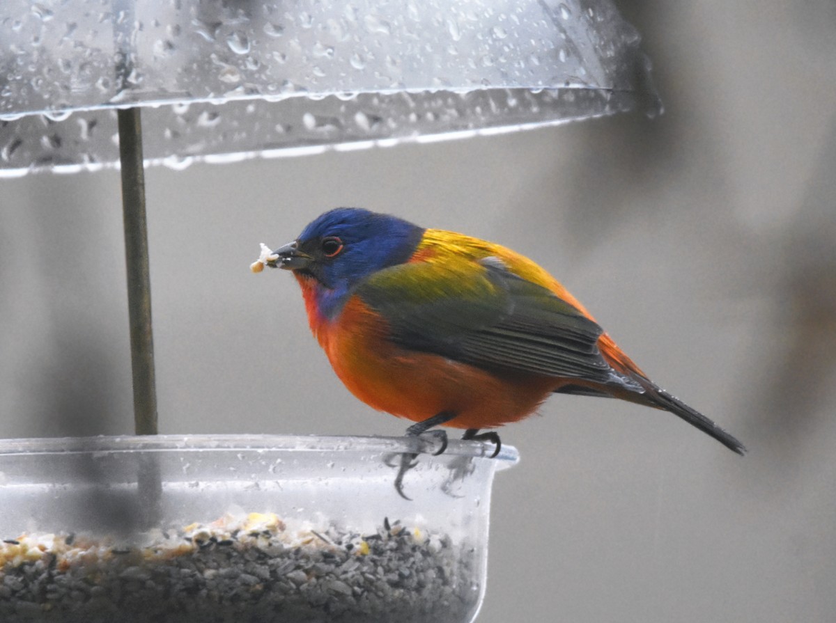 Painted Bunting - Christopher Lindsey