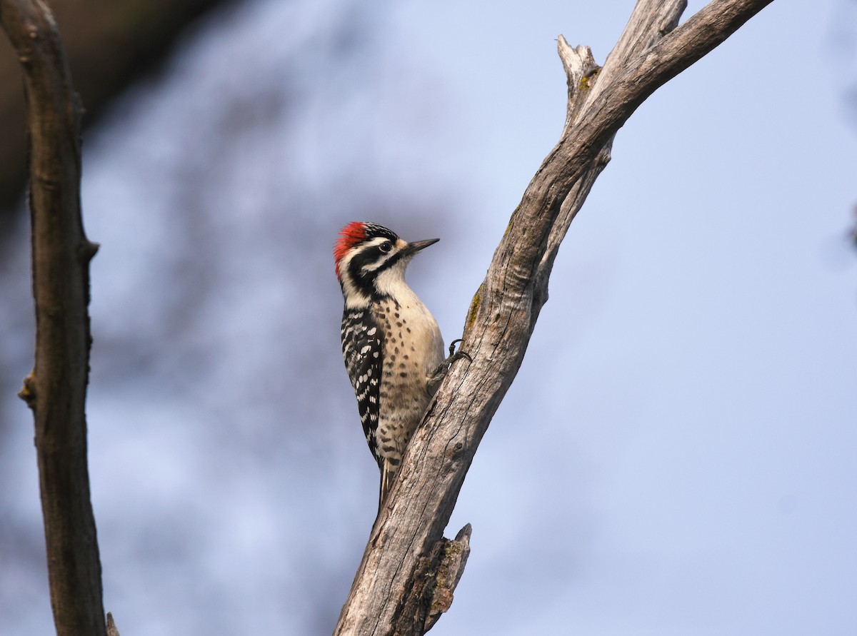 Nuttall's Woodpecker - Christopher Lindsey