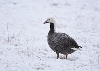 Emperor Goose, ML129686471