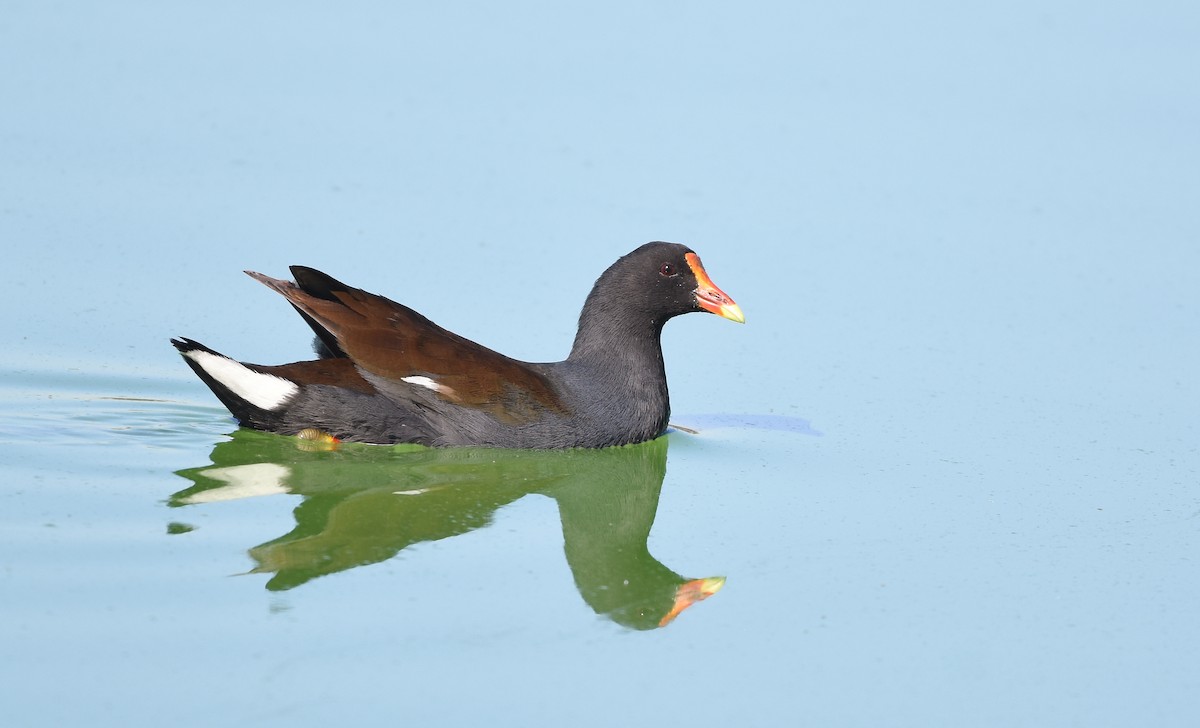 Common Gallinule - Christopher Lindsey